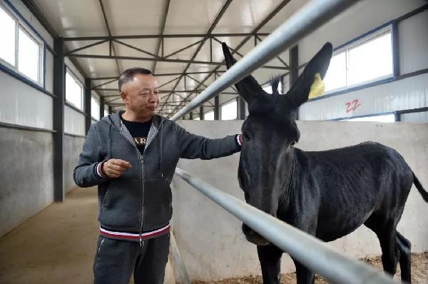 供应不足挑战商家底线？一条驴肉供应链引发的连锁危机