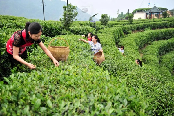 比肩星巴克？新中式茶饮的下半场得好好抓抓供应链管理这门课了