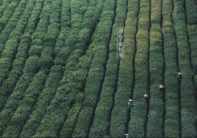 如何掘金500亿新茶饮市场，打造一杯有故事的黑龙茶？