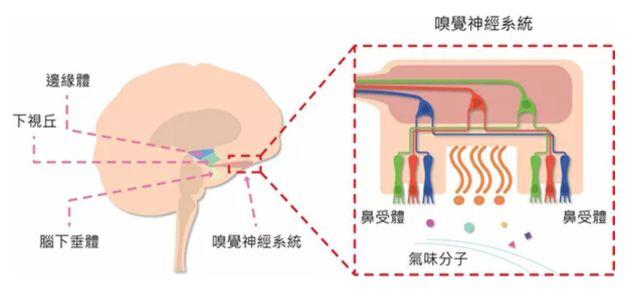 让消费者欲罢不能的气味营销，餐饮人该如何实现？ | 餐见