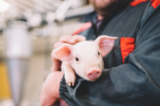 芬兰无抗生素肉品专家Atria阿特睿教你挑肉小妙招：买肉不能只看肉质，还要看动物福利标准|餐饮界