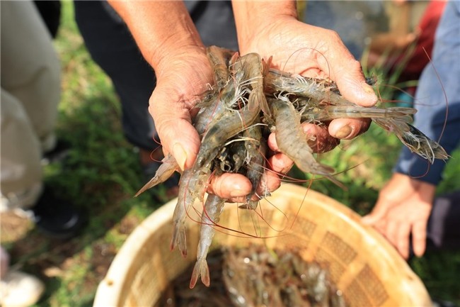 布局产业生态 锅圈“单厂单品”模式助北海虾滑实力出圈|餐饮界