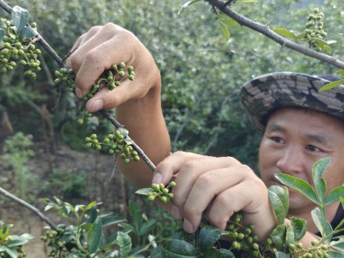 一颗青花椒的“顶流”之路:从深山枝头到半天妖销量榜首的风味旅程